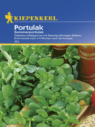 Portulak Sommerportulak