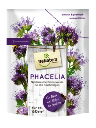 Phacelia