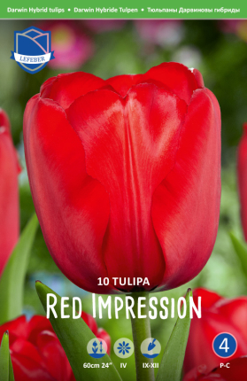 Tulpe Red Impression