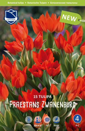 Tulpe Praestans Zwanenburg