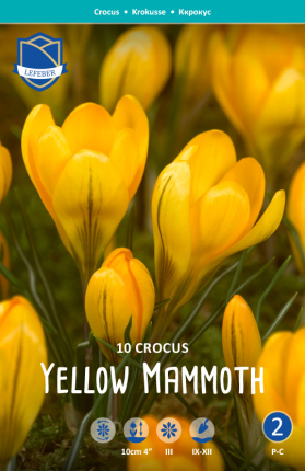 Krokus Yellow Mammoth