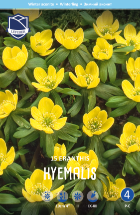 Winterlinge Eranthis hyemalis