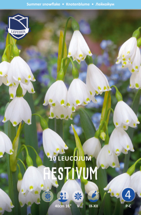 Leucojum aestivum