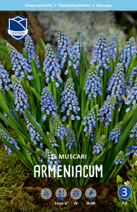 Traubenhyazinthe armeniacum