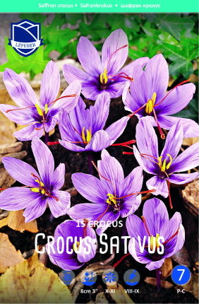 Safrankrokus Sativus