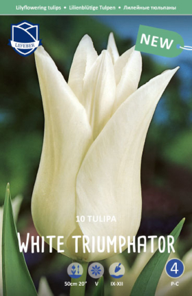Tulpe White Triumphator