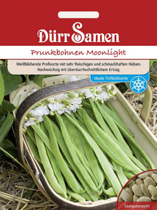 Prunkbohnen Moonlight