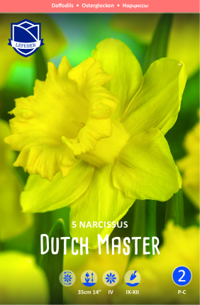 Narzisse Dutch Master