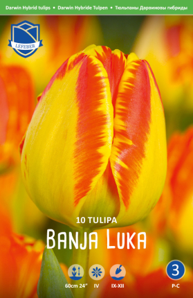 Tulpe Banja Luka