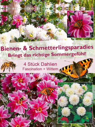 Dahlien Bienentraum Mischung
