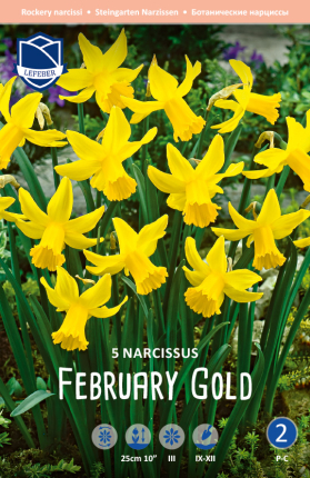 Narzisse February Gold