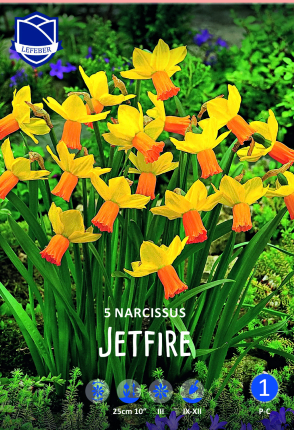 Narzisse Jetfire