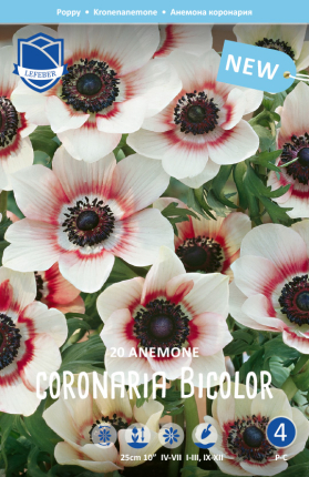 Anemone coronaria Bicolor