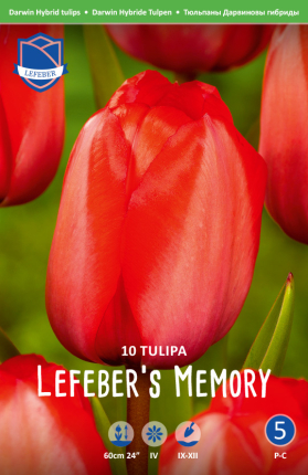 Tulpe Lefebers Memory