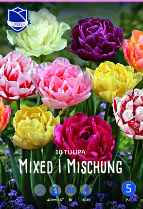 Tulpe Peony Tulpia Mixed