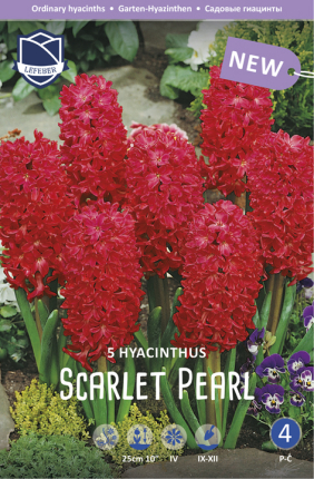 Hyazinthe Scarlet Pearl