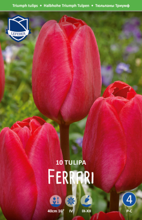 Tulpe Ferrari