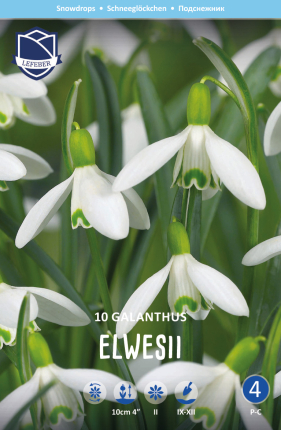 Schneeglöckchen Elwesii