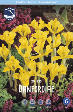 Iris Danfordiae