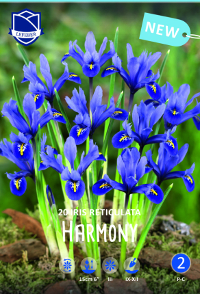 Iris reticulata Harmony