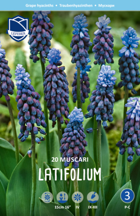Hyazinthe Muscari latifolium