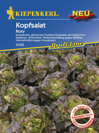 Kopfsalat Roxy rot