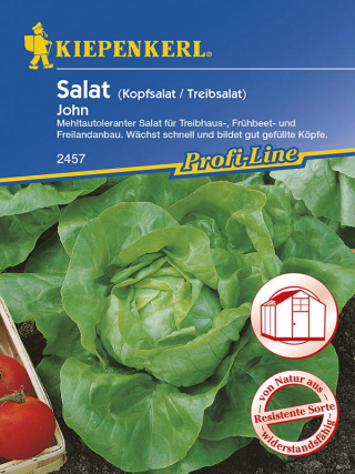 Treibhaus-Kopfsalat John