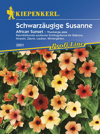 Schwarzäugige Susanne African Sunset