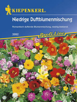 Duftblumenmischung, niedrige Duftender Steingarten