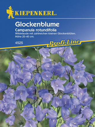 Glockenblume blau