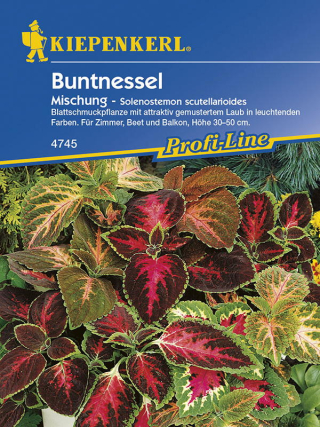 Buntnessel Blumei-Hybride