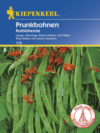 Prunkbohnen Rotblühende