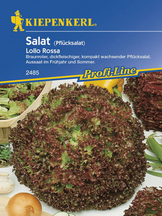 Pflücksalat Lollo rossa, rot