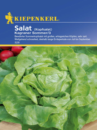 Kopfsalat Kagraner Sommer 2