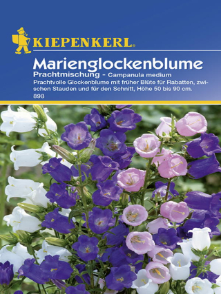 Glockenblume Compana Mischung
