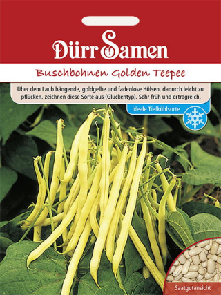 Buschbohnen Golden Teepee