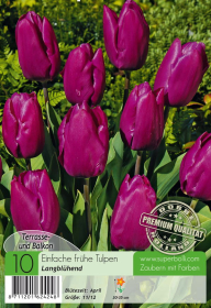 Tulpe Purple Prince