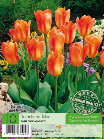 Tulpe Orange Kaiser 10 Stück