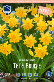 Narzisse Tete Bouclé