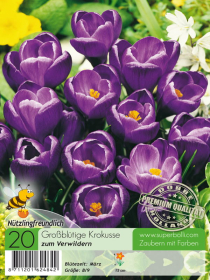 Krokus Flower Record