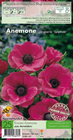 Anemone cor. Sylphide