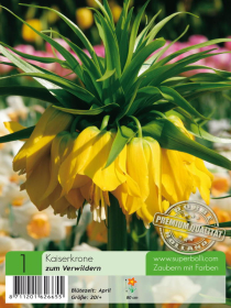 Kaiserkrone Fritillaria Lutea