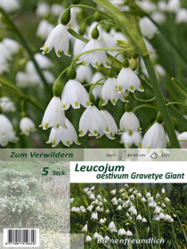 Leucojum aestivum