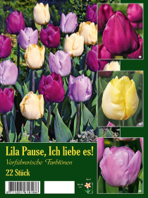 Tulpenmischung Lila Pause, Ich liebe es