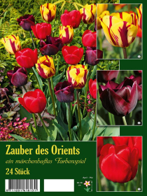 Tulpenmischung Zauber des Orients