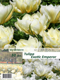 Tulpe Exotic Emperor