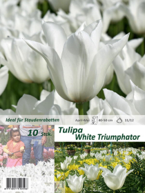 Tulpe White Triumphator