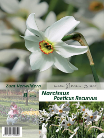 Narzisse Poeticus Recurvus