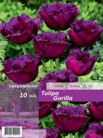 Tulpe Gorilla