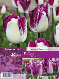 Tulpe Shiun